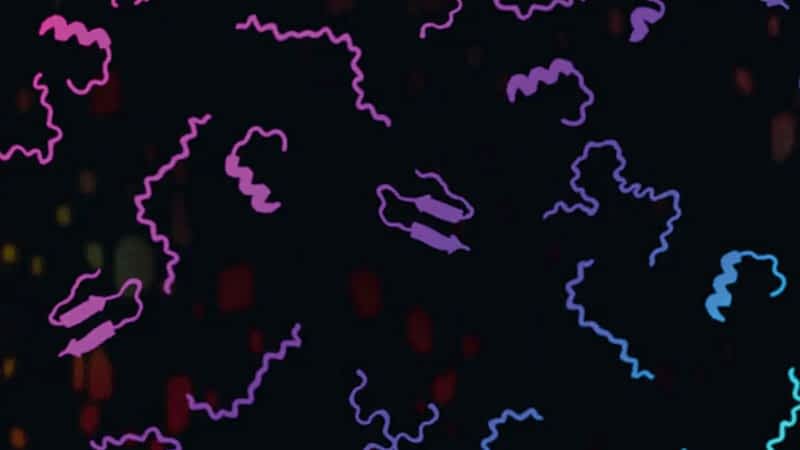 科学家们发现了一种能增加食慾的微蛋白